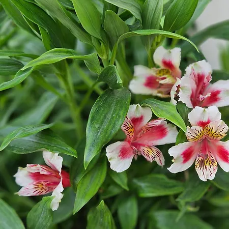 Navsika Luxury * Ýpsos