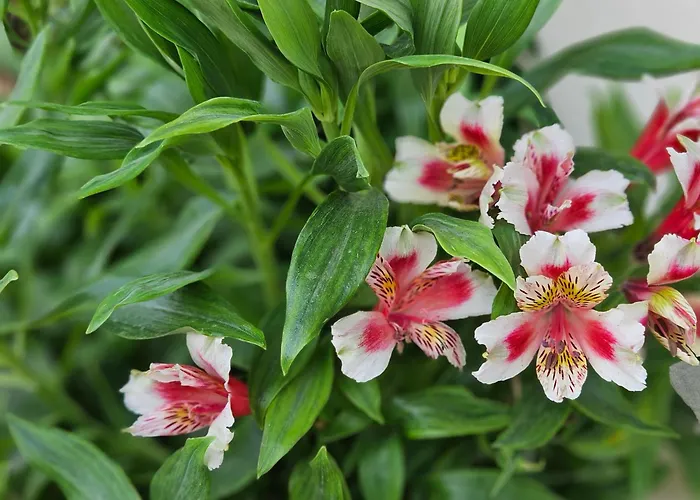 Navsika Luxury * Ипсос